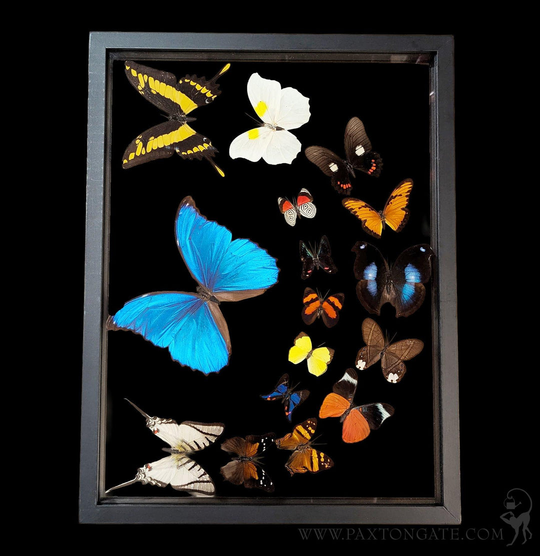 Sixteen Double Glass Framed Sweeping Butterflies For Sale | Paxton