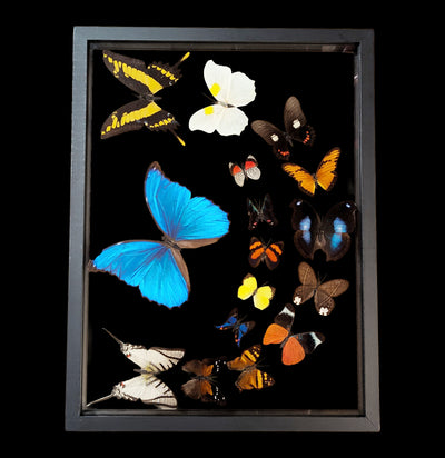 Sixteen Double Glass Framed Sweeping Butterflies-Insects-Natural Insect-PaxtonGate