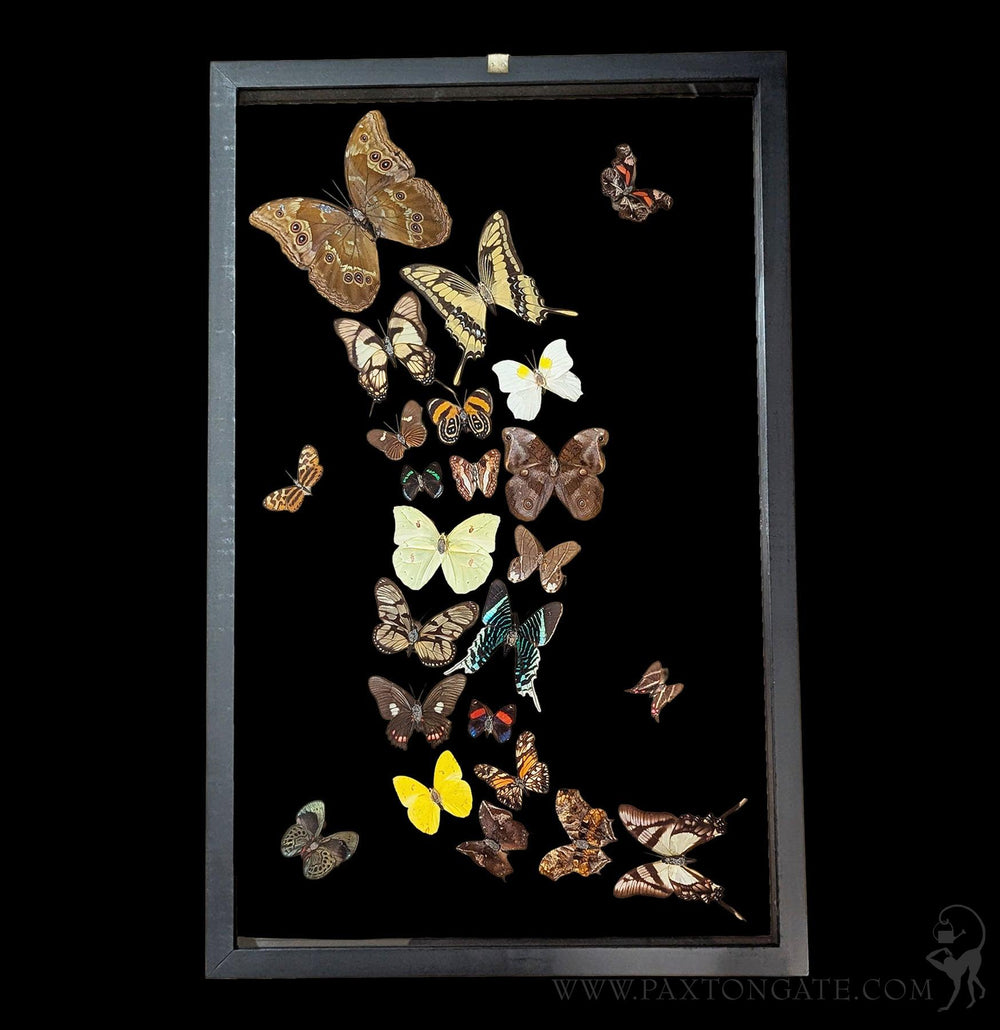 Twenty Four Double Glass Framed Sweeping Butterflies For Sale