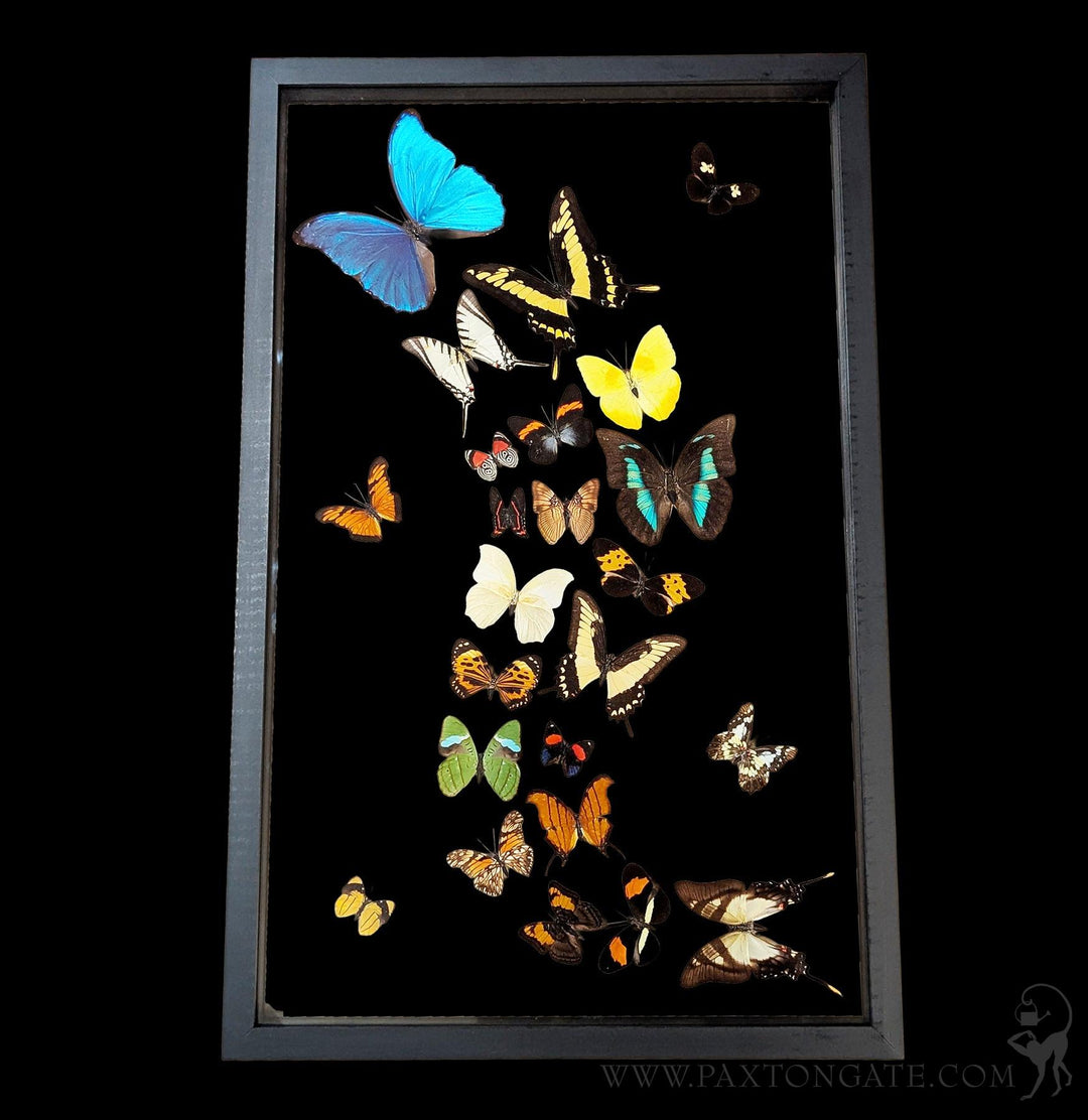 Twenty Four Double Glass Framed Sweeping Butterflies For Sale