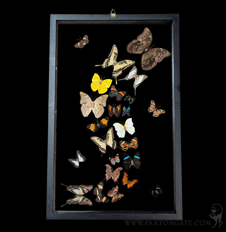 Twenty Four Double Glass Framed Sweeping Butterflies For Sale
