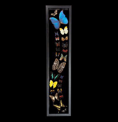 Twenty Four Double Glass Framed Butterflies Long-Insects-Natural Insect-PaxtonGate