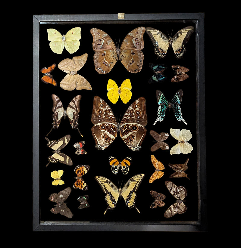 Twenty Five Double Glass Framed Butterflies-Insects-Natural Insect-PaxtonGate