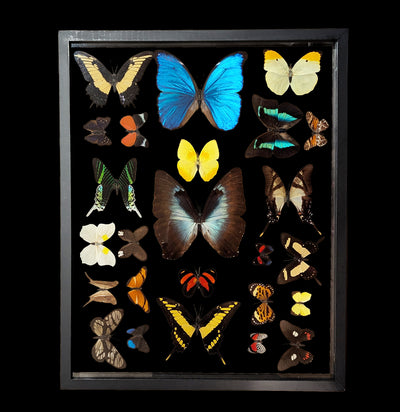 Twenty Five Double Glass Framed Butterflies-Insects-Natural Insect-PaxtonGate