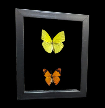 Two Double Glass Framed Mixed Butterflies-Insects-Peru Butterflies-PaxtonGate