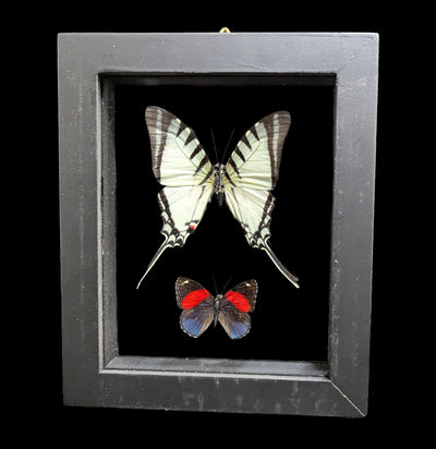 Two Double Glass Framed Mixed Butterflies-Insects-Natural Insect-PaxtonGate