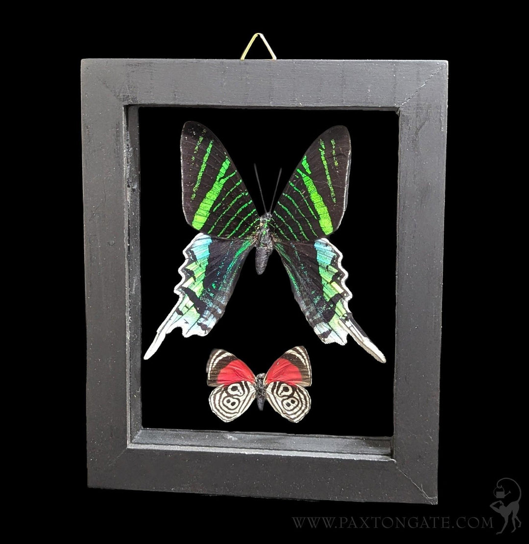 Paxton_Gate_Framed_2_nutterfli