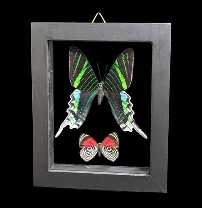 Two Double Glass Framed Mixed Butterflies-Insects-Natural Insect-PaxtonGate