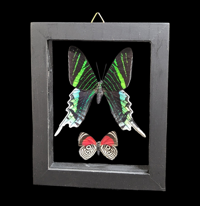Two Double Glass Framed Mixed Butterflies-Insects-Natural Insect-PaxtonGate