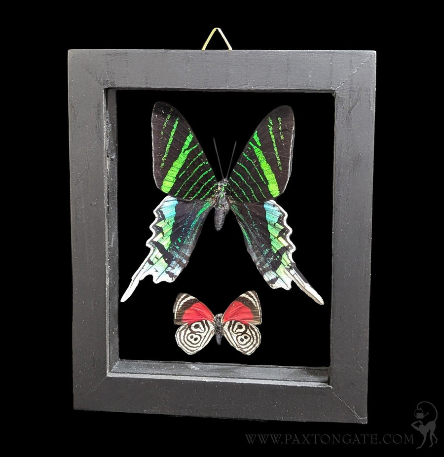 Double Glass Framed Morpho Rhetenor Helena Butterfly For Sale