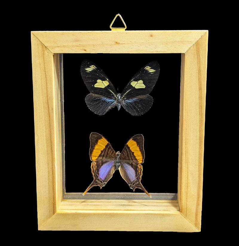 Two Double Glass Framed Mixed Butterflies-Insects-Natural Insect-PaxtonGate