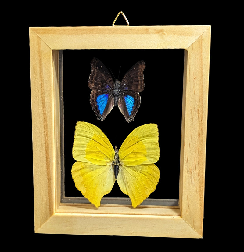 Two Double Glass Framed Mixed Butterflies-Insects-Natural Insect-PaxtonGate