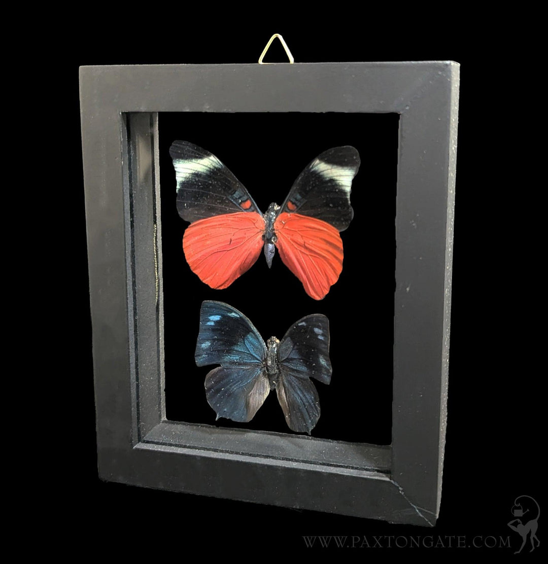 Paxton_Gate_Framed_2_nutterfli