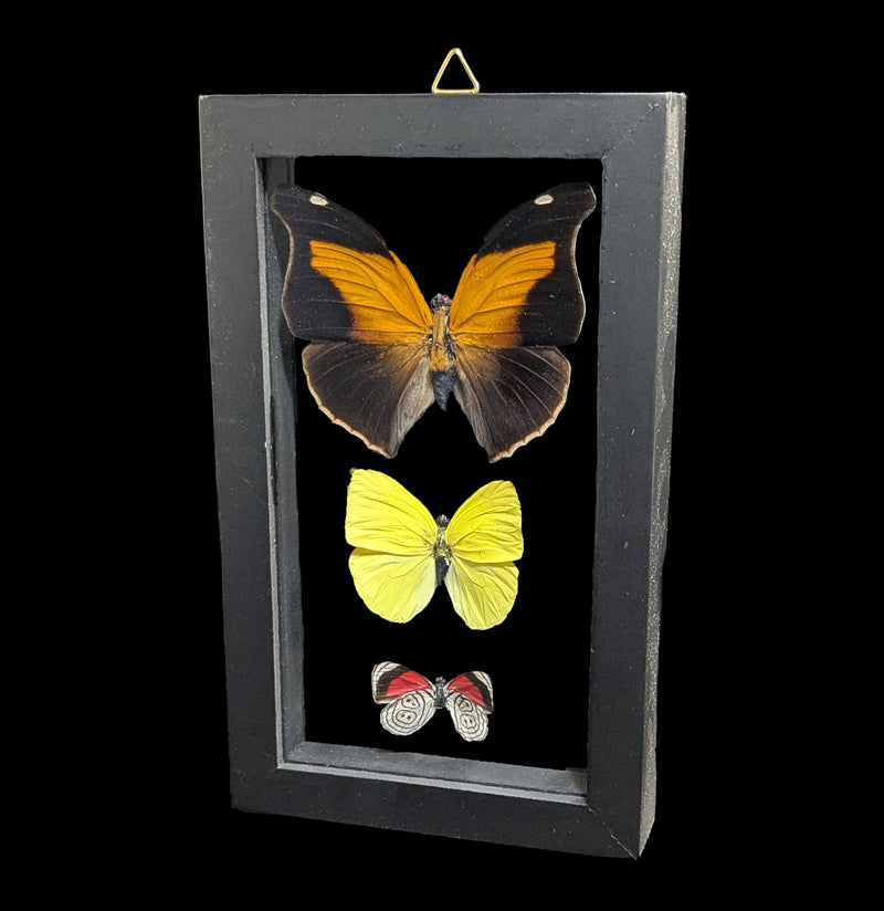 Three Double Glass Framed Mixed Butterflies-Insects-Natural Insect-PaxtonGate