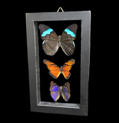 Three Double Glass Framed Mixed Butterflies-Insects-Natural Insect-PaxtonGate