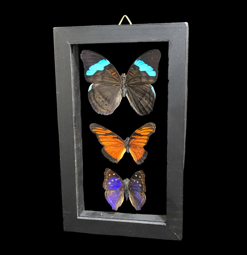 Three Double Glass Framed Mixed Butterflies-Insects-Natural Insect-PaxtonGate