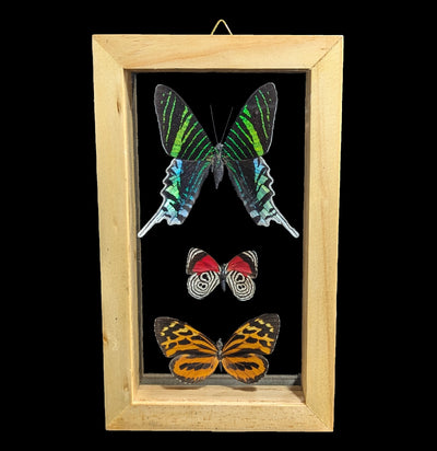 Three Double Glass Framed Mixed Butterflies-Insects-Natural Insect-PaxtonGate