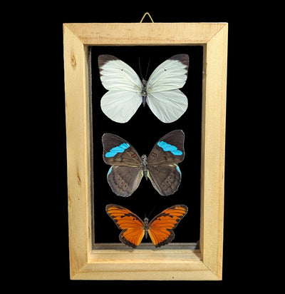 Three Double Glass Framed Mixed Butterflies-Insects-Natural Insect-PaxtonGate