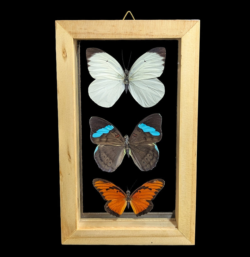 Three Double Glass Framed Mixed Butterflies-Insects-Natural Insect-PaxtonGate