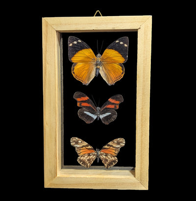 Three Double Glass Framed Mixed Butterflies-Insects-Natural Insect-PaxtonGate