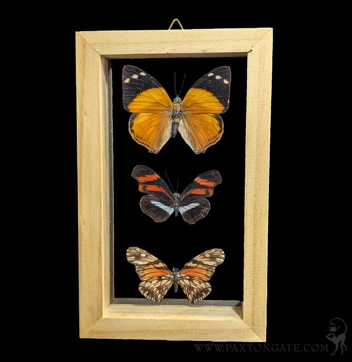 Paxton_Gate_Framed_3_nutterfli