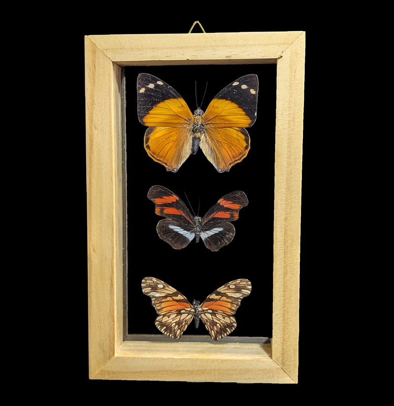 Three Double Glass Framed Mixed Butterflies-Insects-Natural Insect-PaxtonGate