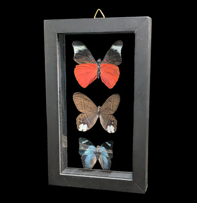 Three Double Glass Framed Mixed Butterflies-Insects-Natural Insect-PaxtonGate