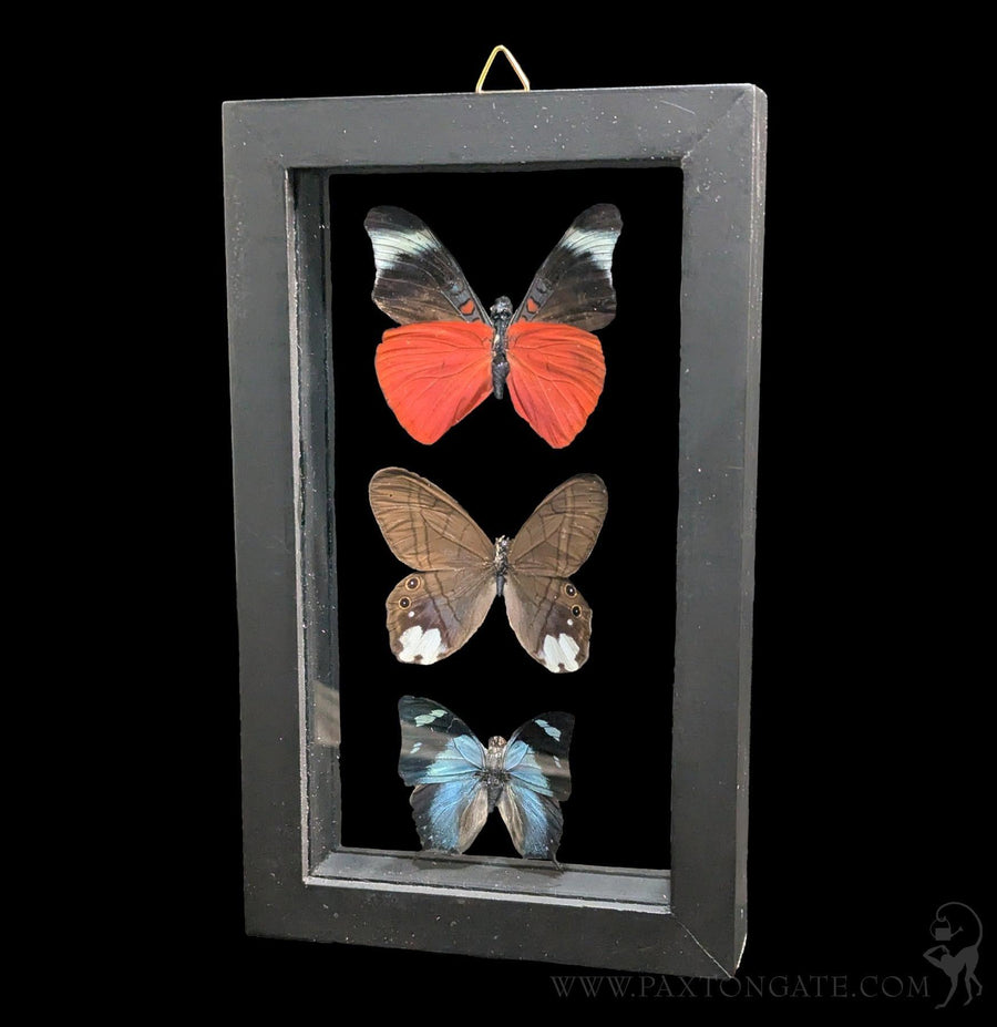 ヘレナモルフォ　120mm Double Glass Framed Morpho Rhetenor Helena Butterfly For Sale