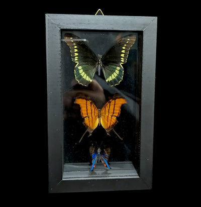 Three Double Glass Framed Peruvian Butterflies - Paxton Gate