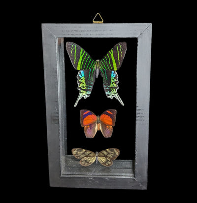 Three Double Glass Framed Peruvian Butterflies - Paxton Gate