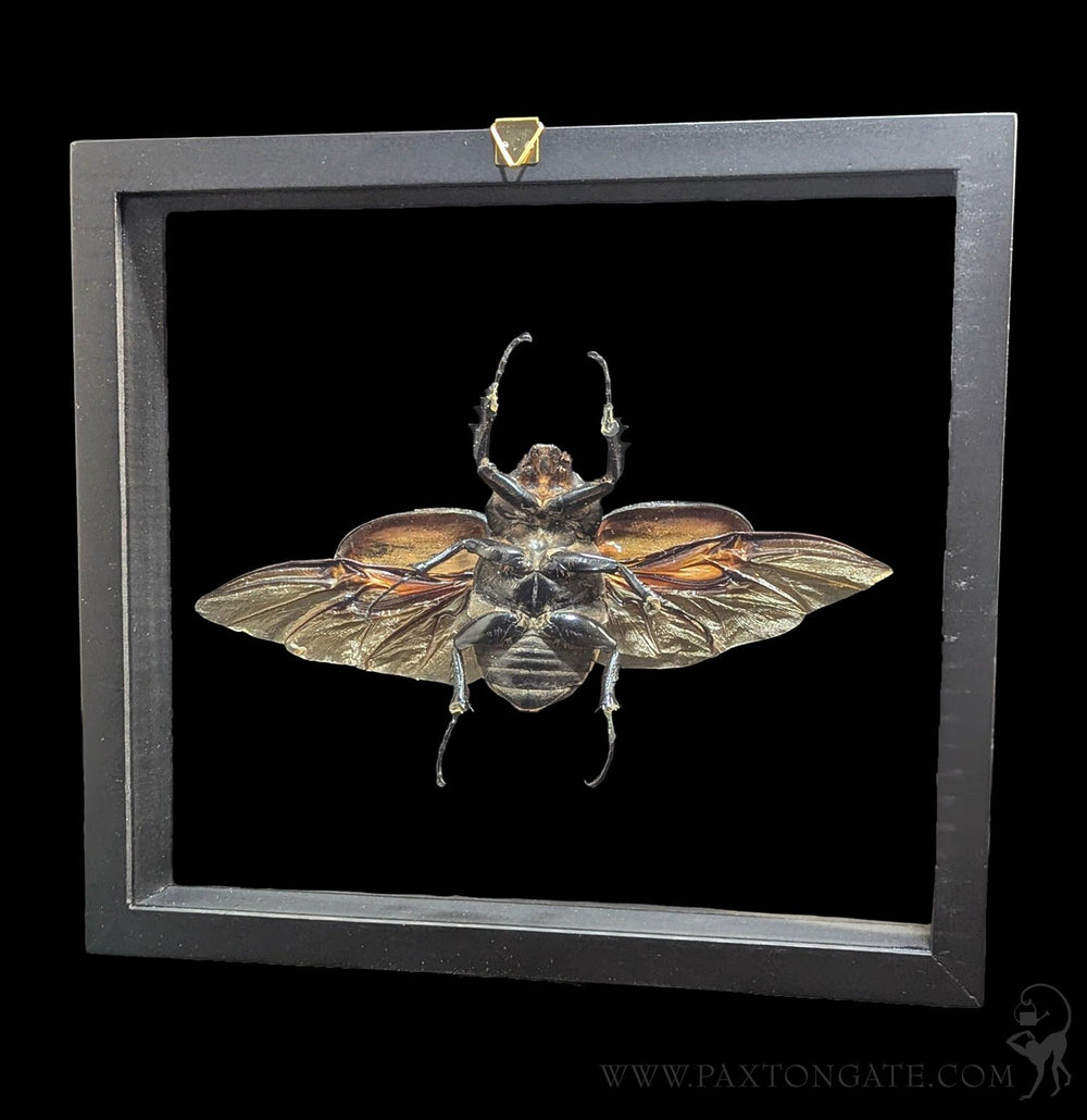 Double Glass Framed Morpho Rhetenor Helena Butterfly For Sale