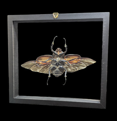 Double Glass Framed Megasoma Mars Beetle-Insects-Natural Insect-PaxtonGate