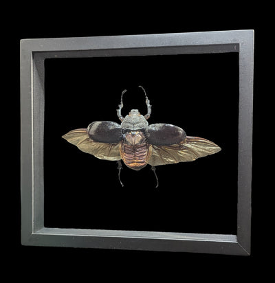 Double Glass Framed Megasoma Mars Beetle-Insects-Natural Insect-PaxtonGate