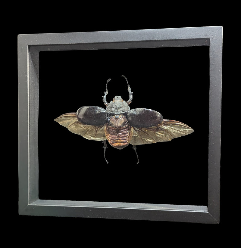 Double Glass Framed Megasoma Mars Beetle-Insects-Natural Insect-PaxtonGate