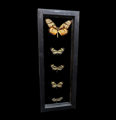 Double Glass Framed Five Glasswing Butterflies - Paxton Gate