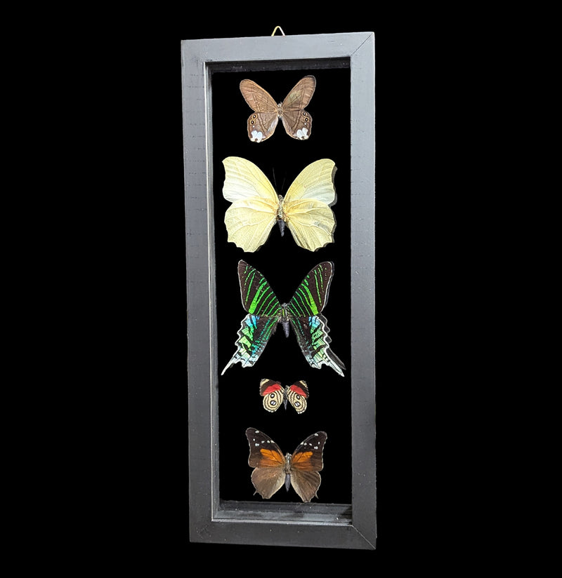 Five Double Glass Framed Mixed Butterflies-Insects-Natural Insect-PaxtonGate