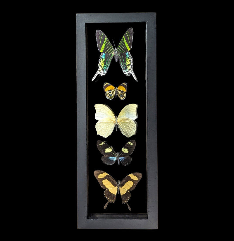 Five Double Glass Framed Mixed Butterflies-Insects-Natural Insect-PaxtonGate