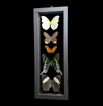 Five Double Glass Framed Mixed Butterflies-Insects-Natural Insect-PaxtonGate