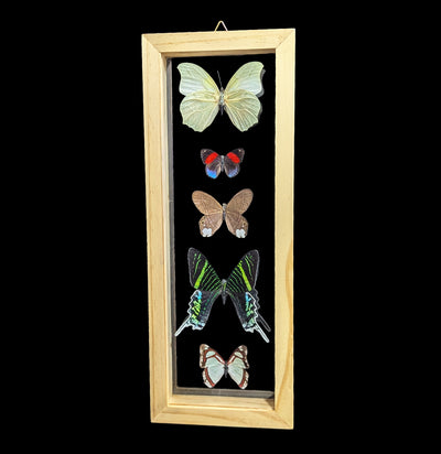 Five Double Glass Framed Mixed Butterflies-Insects-Natural Insect-PaxtonGate
