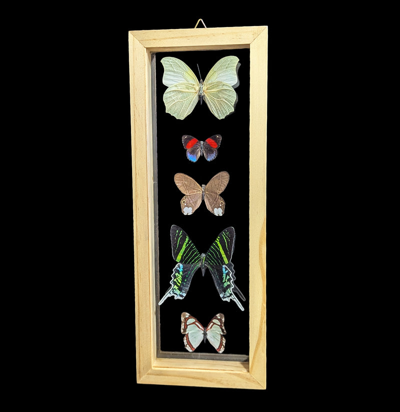 Five Double Glass Framed Mixed Butterflies-Insects-Natural Insect-PaxtonGate