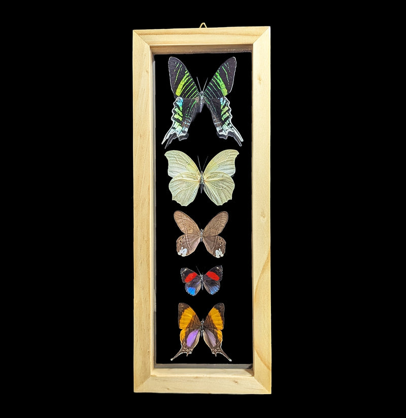 Five Double Glass Framed Mixed Butterflies-Insects-Natural Insect-PaxtonGate