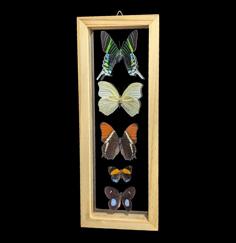Five Double Glass Framed Mixed Butterflies-Insects-Natural Insect-PaxtonGate