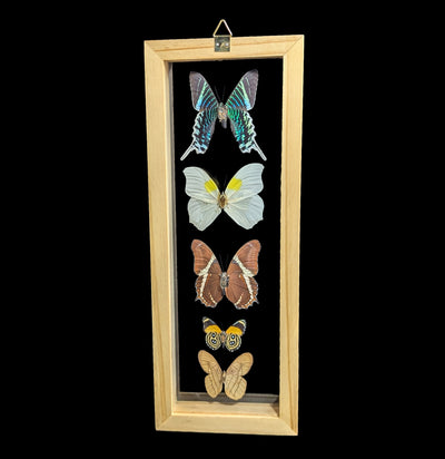 Five Double Glass Framed Mixed Butterflies-Insects-Natural Insect-PaxtonGate