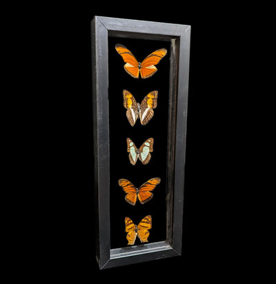 Five Assorted Butterflies and Moths - Paxton Gate