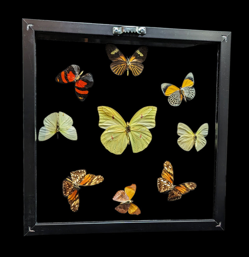 Nine Double Glass Square Framed Butterflies-Insects-Peru Butterflies-PaxtonGate