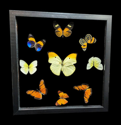 Nine Double Glass Square Framed Butterflies-Insects-Peru Butterflies-PaxtonGate