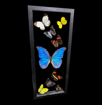 Double Glass Framed Morpho Plus Eight Mixed Butterflies-Insects-Peru Butterflies-PaxtonGate