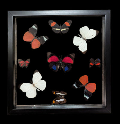 Nine Double Glass Square Framed Butterflies-Insects-Natural Insect-PaxtonGate
