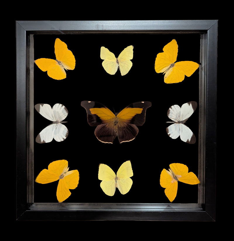 Nine Double Glass Square Framed Butterflies-Insects-Natural Insect-PaxtonGate