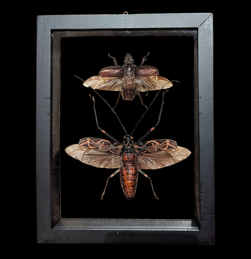 Two Double Glass Framed Assorted Insects-Insects-Natural Insect-PaxtonGate